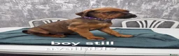 Mixed Breed dogs for sale: Dogue de bordeaux / Doberman  - Advert 7