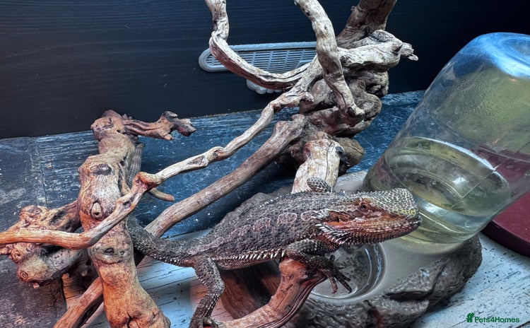Bearded Dragon reptiles - Advert 6