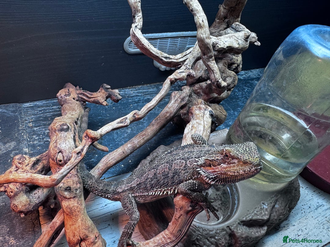 Bearded Dragon reptiles for sale: Bearded dragons babies&adults possible full setup - Image 1