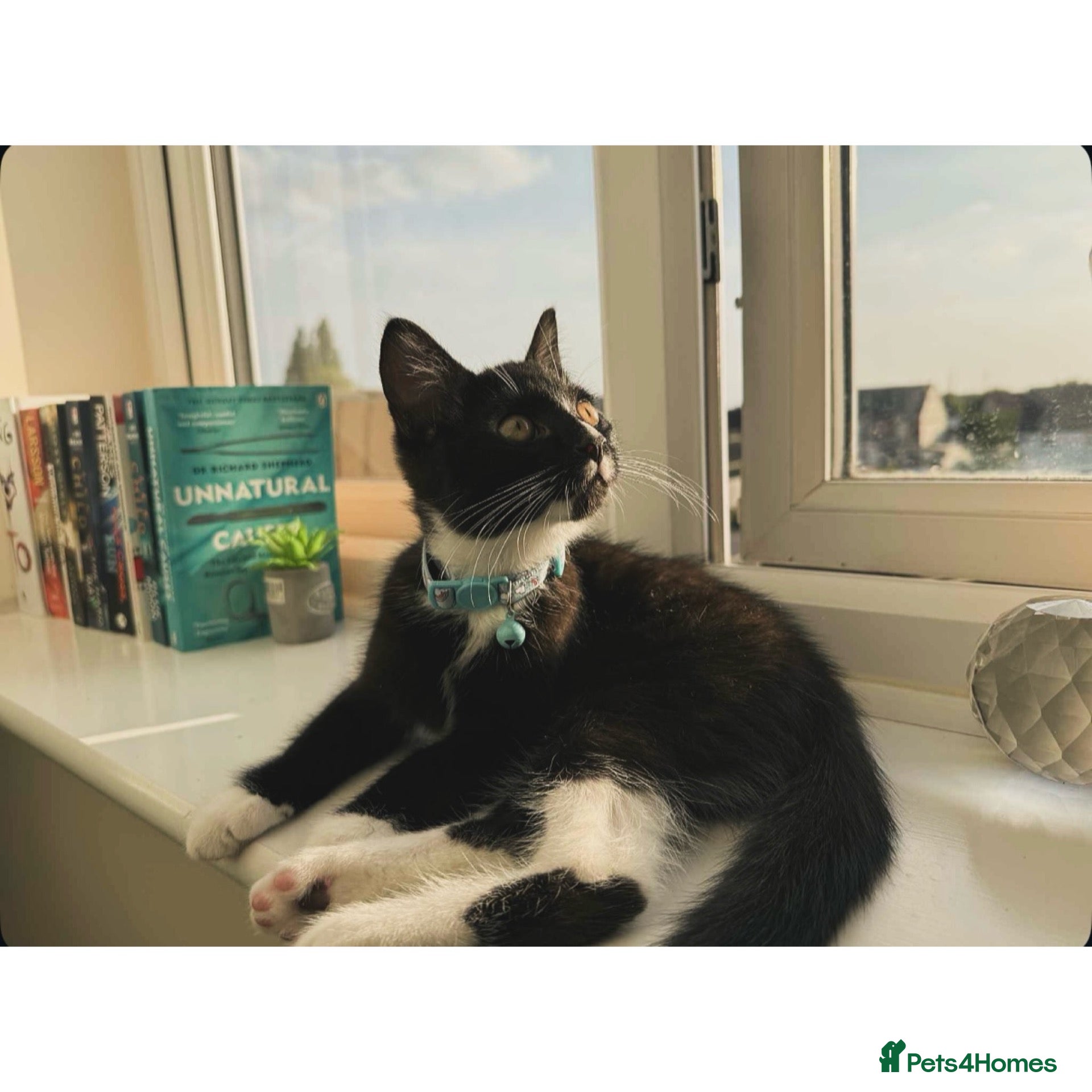 Mixed Breed cats LOVING TUXEDO - Advert 1