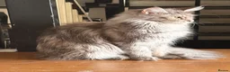 Maine Coon cats for sale: Amazing blue tortie girl  - Advert 6