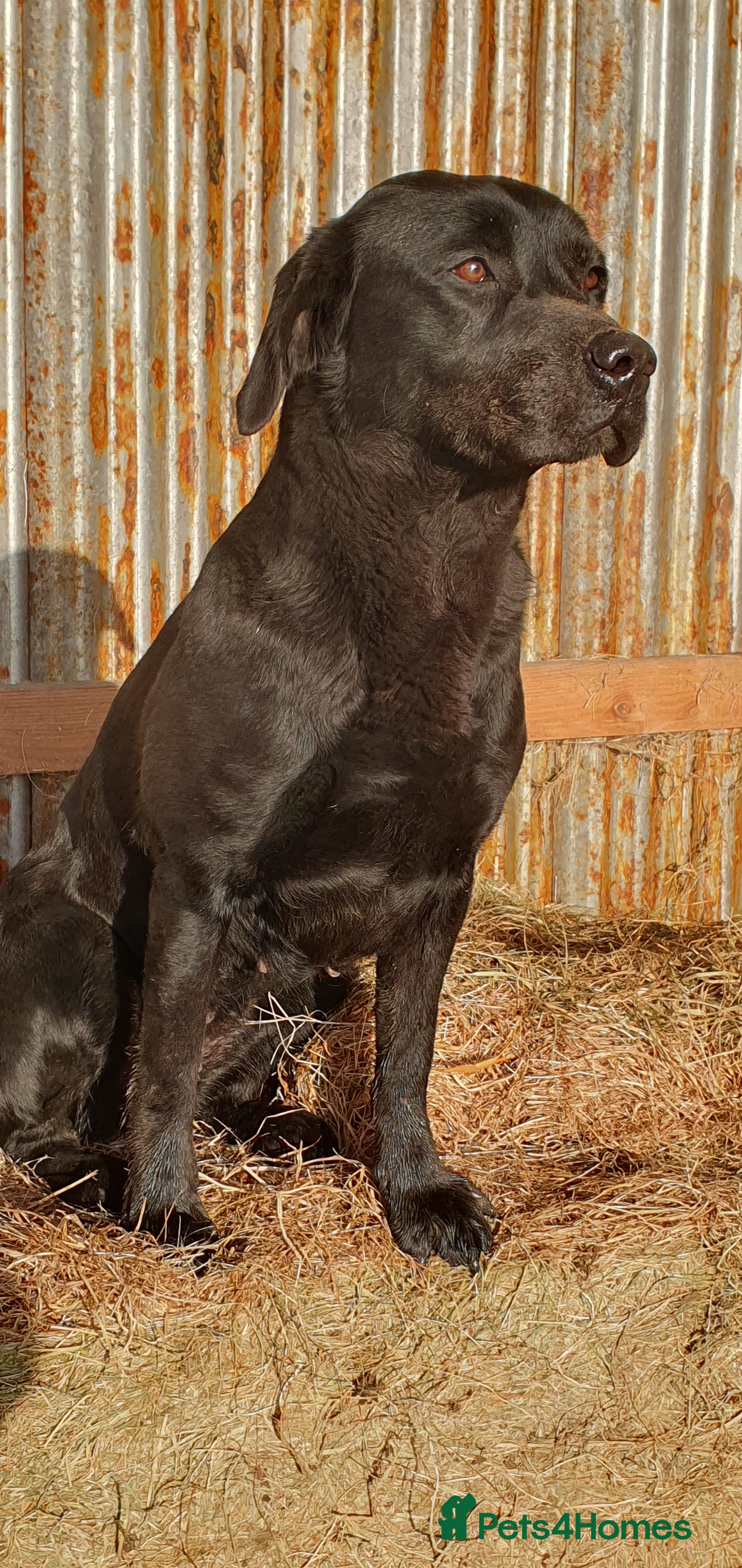 Labrador Retriever dogs Labrador puppies - Advert 1