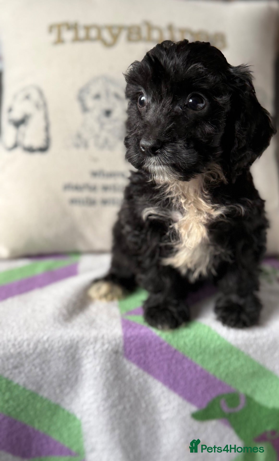 Cockapoo dogs F1 mini Cockapoo’s 🩵💖 30 dna clear  - Advert 1