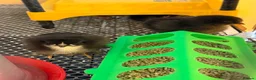 Chickens poultry for sale: Day old chicks (mixed breeds)  - Advert 4