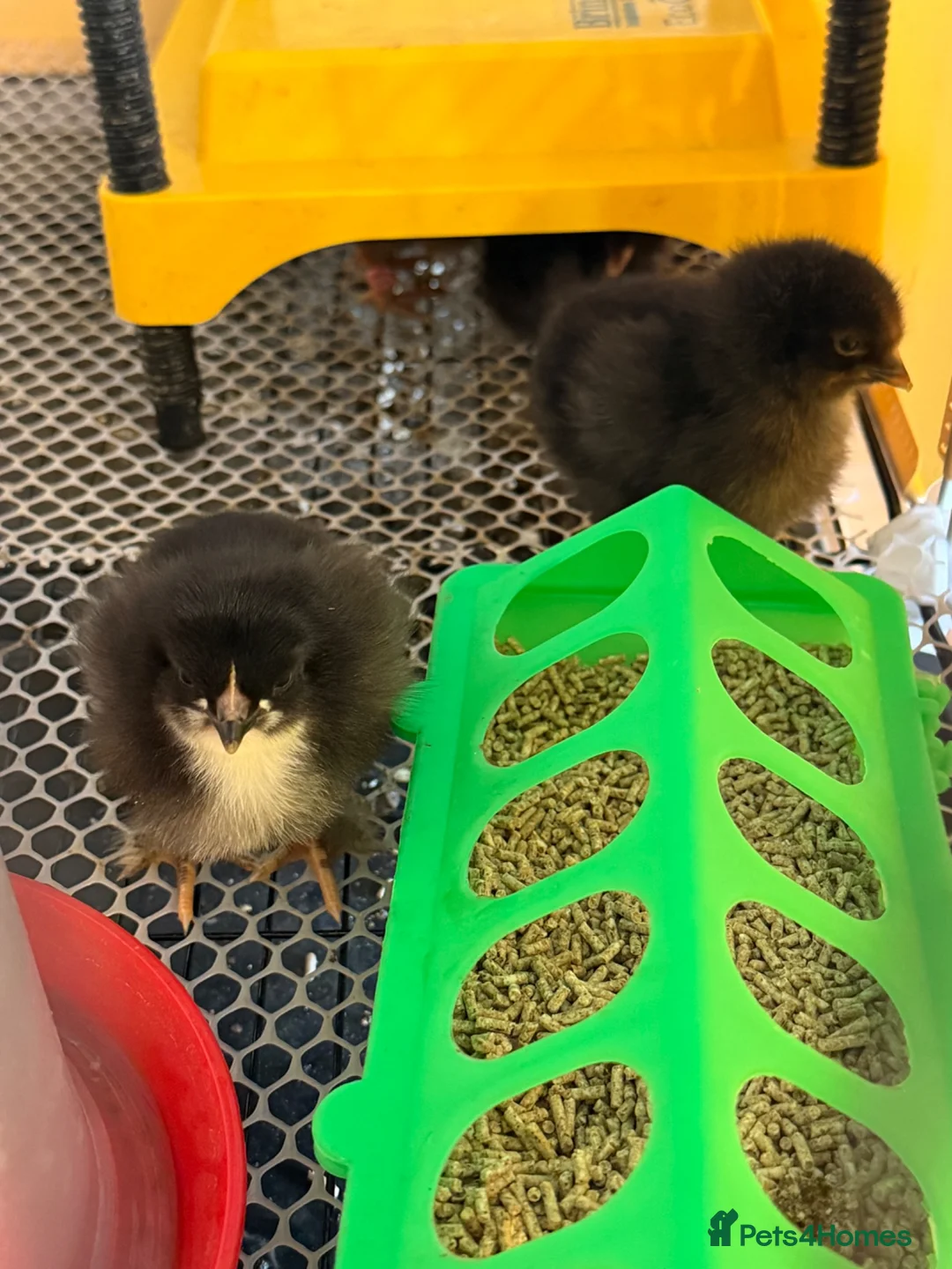 Chickens poultry for sale: Day old chicks (mixed breeds)  - Advert 4
