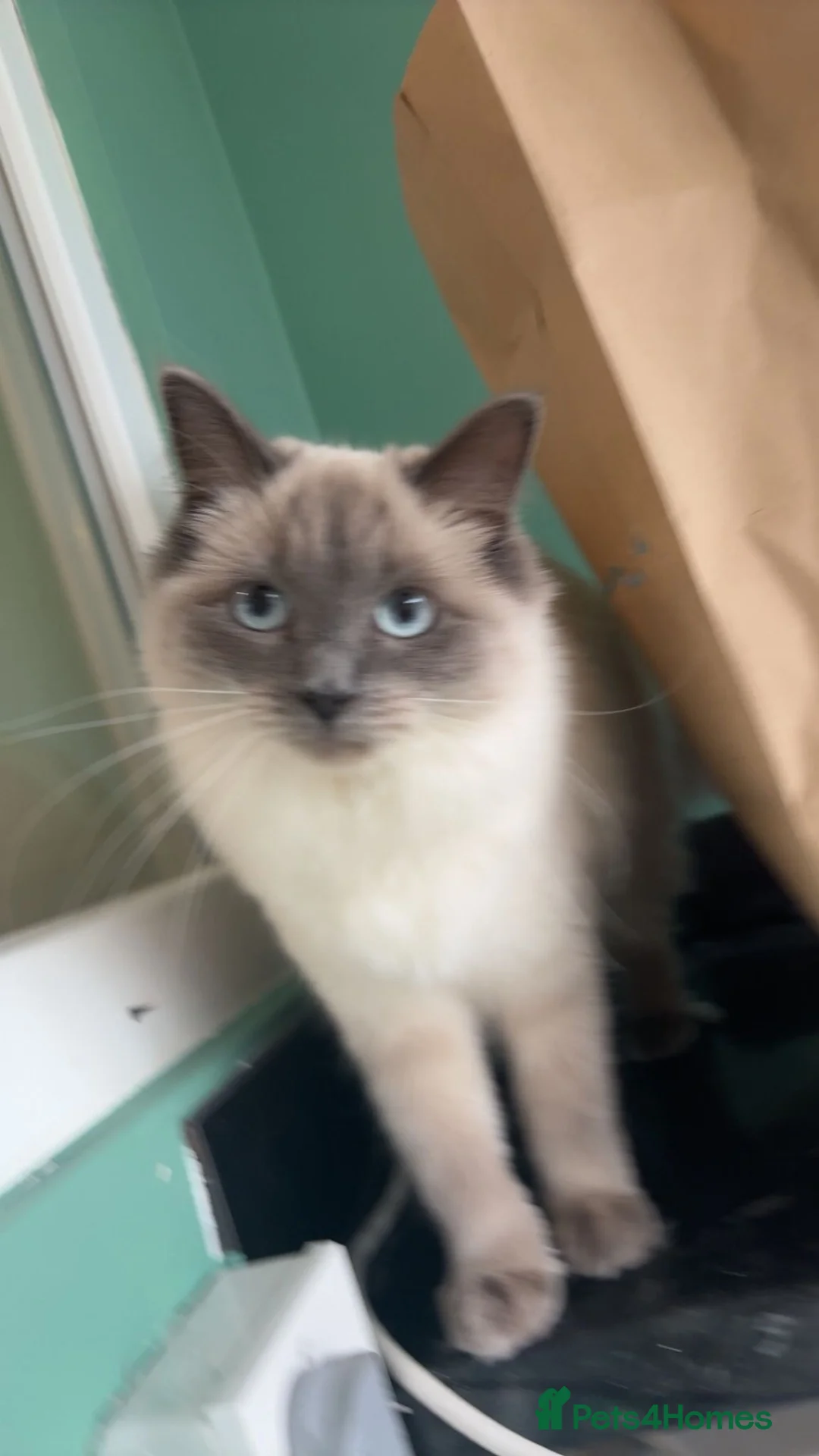 Mixed Breed cats for sale: Gorgeous babies looking for their forever home - Advert 1