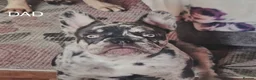 French Bulldog dogs for sale: 6 stunning french bulldog puppies - Advert 3