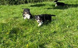 Border Collie dogs for sale: 4 border collie males looking for forever homes  - Image 35