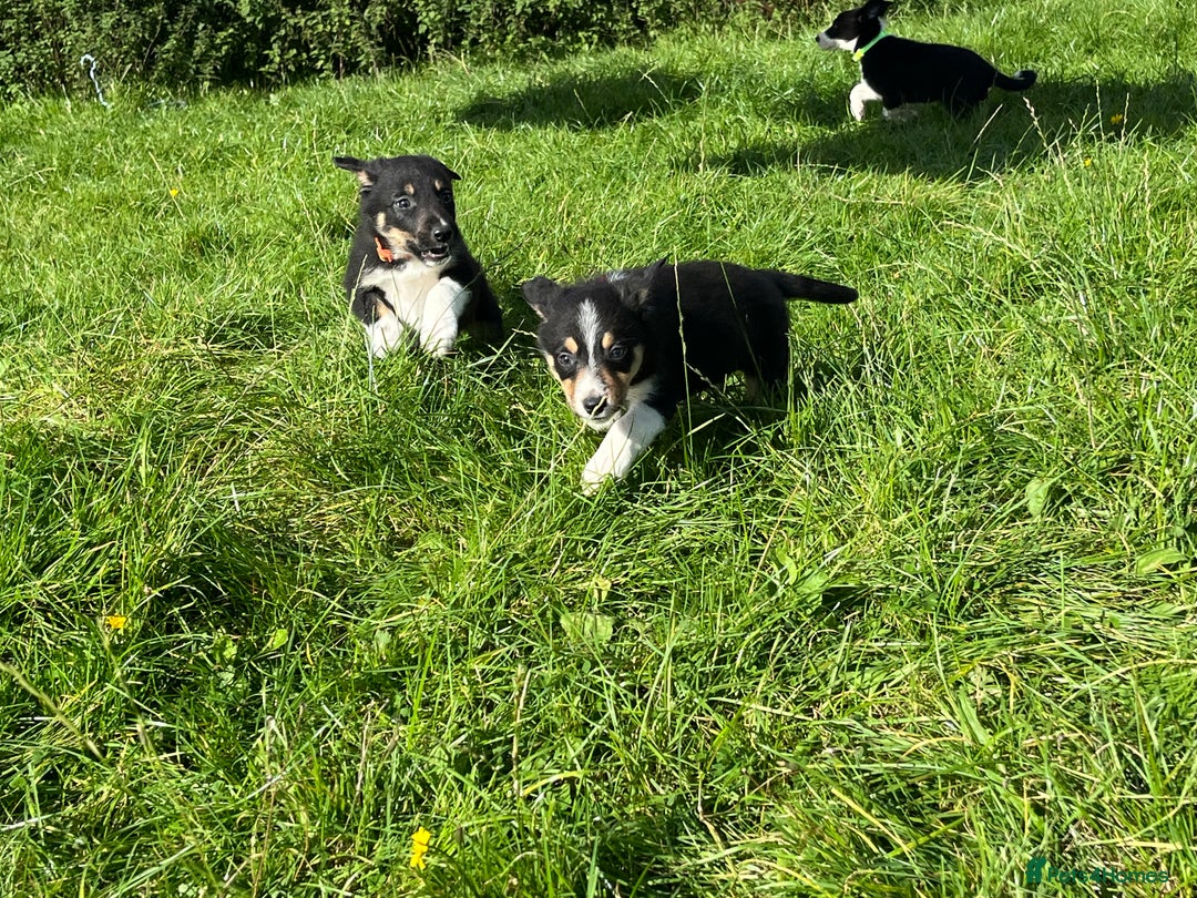 Border Collie dogs for sale: 4 border collie males looking for forever homes  - Image 35