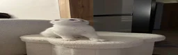 Scottish Fold cats for sale: White Scottish Fold Blue eyes - Advert 8