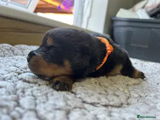 Rottweiler dogs Beautiful Rottweiler Pups - Advert 10