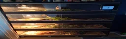 Corn Snake reptiles for sale: Various corn snakes for sale, Snow Tessera & more - Advert 2