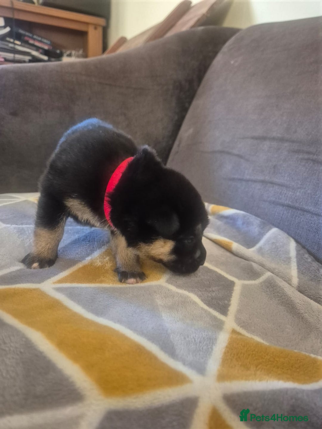 Mixed Breed dogs for sale: Stunning litter of puppies!! - Advert 10