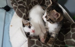 British Shorthair cats for sale: for sale 2 cheeky little monkeys  - Image 1