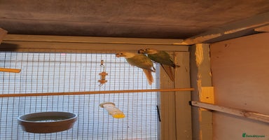 Conures birds - Advert 9