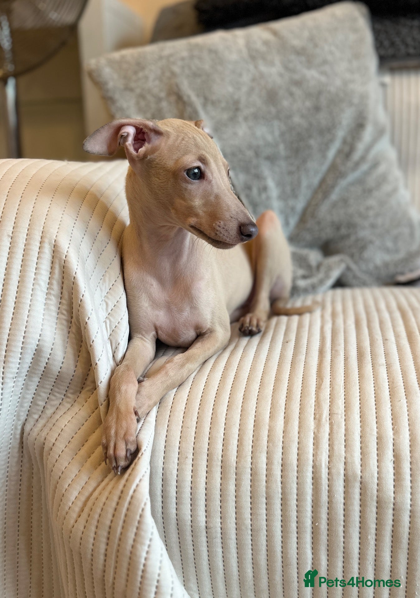 Italian Greyhound dogs Exceptional KC registered health tested ready now - Advert 1
