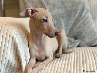 Italian Greyhound dogs Exceptional KC registered health tested ready now - Advert 6