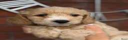 Cavapoochon dogs for sale: Lovely puppies looking for good home  - Advert 16