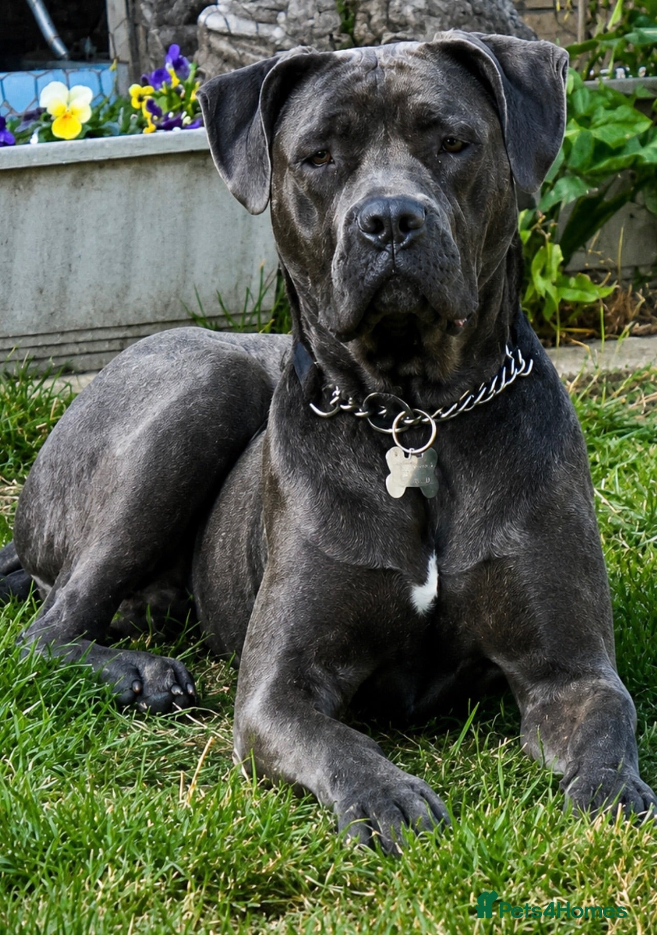 Mixed Breed dogs Cane corso mix - Advert 3