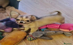 Chihuahua dogs for sale: Long haired chihuahua  - Image 12