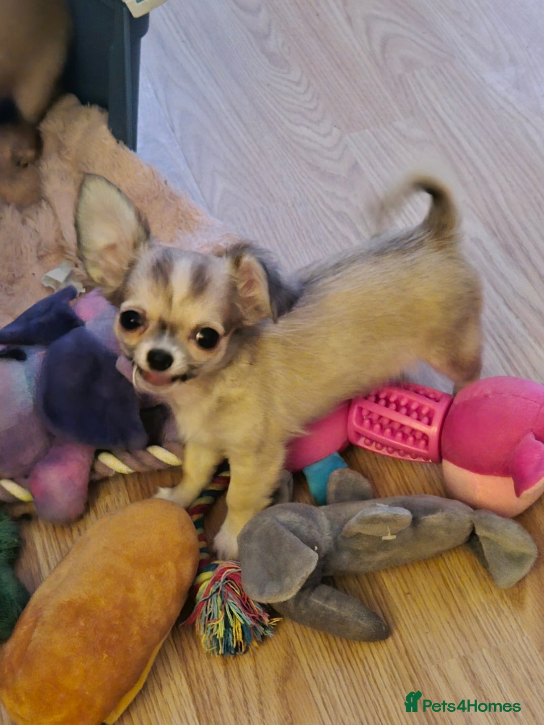 Chihuahua dogs for sale: Long haired chihuahua  - Image 12