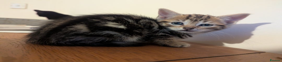 Mixed Breed Kitten 5