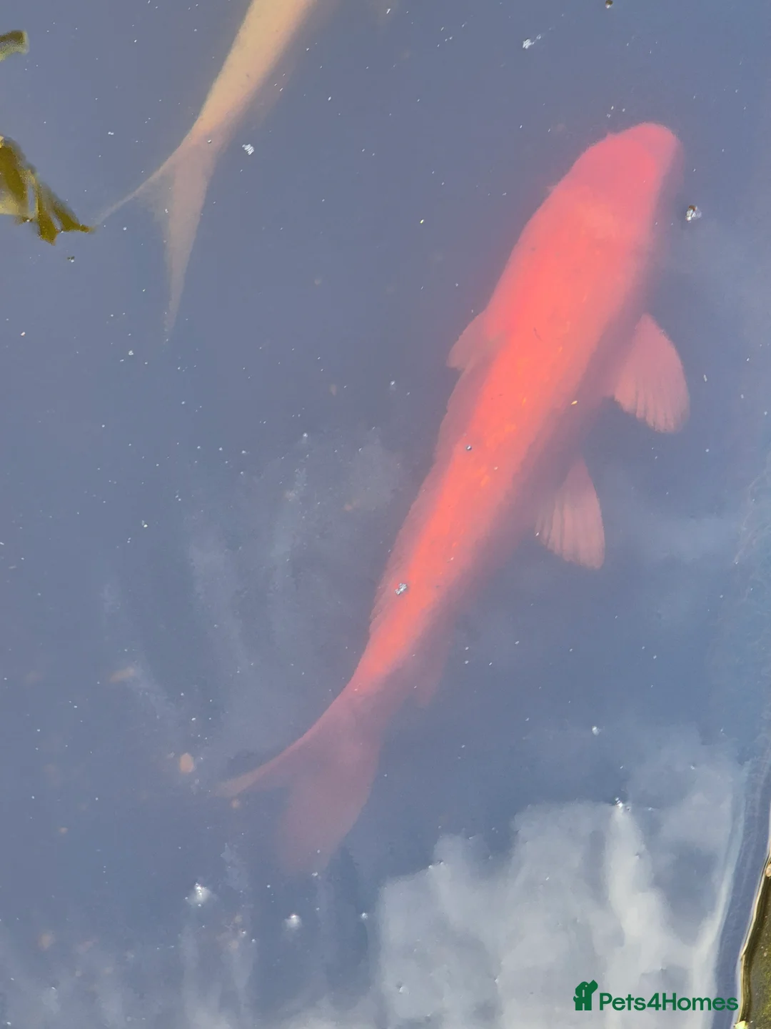 Pond Fish fish for sale: Mixture of pond fish  - Advert 2