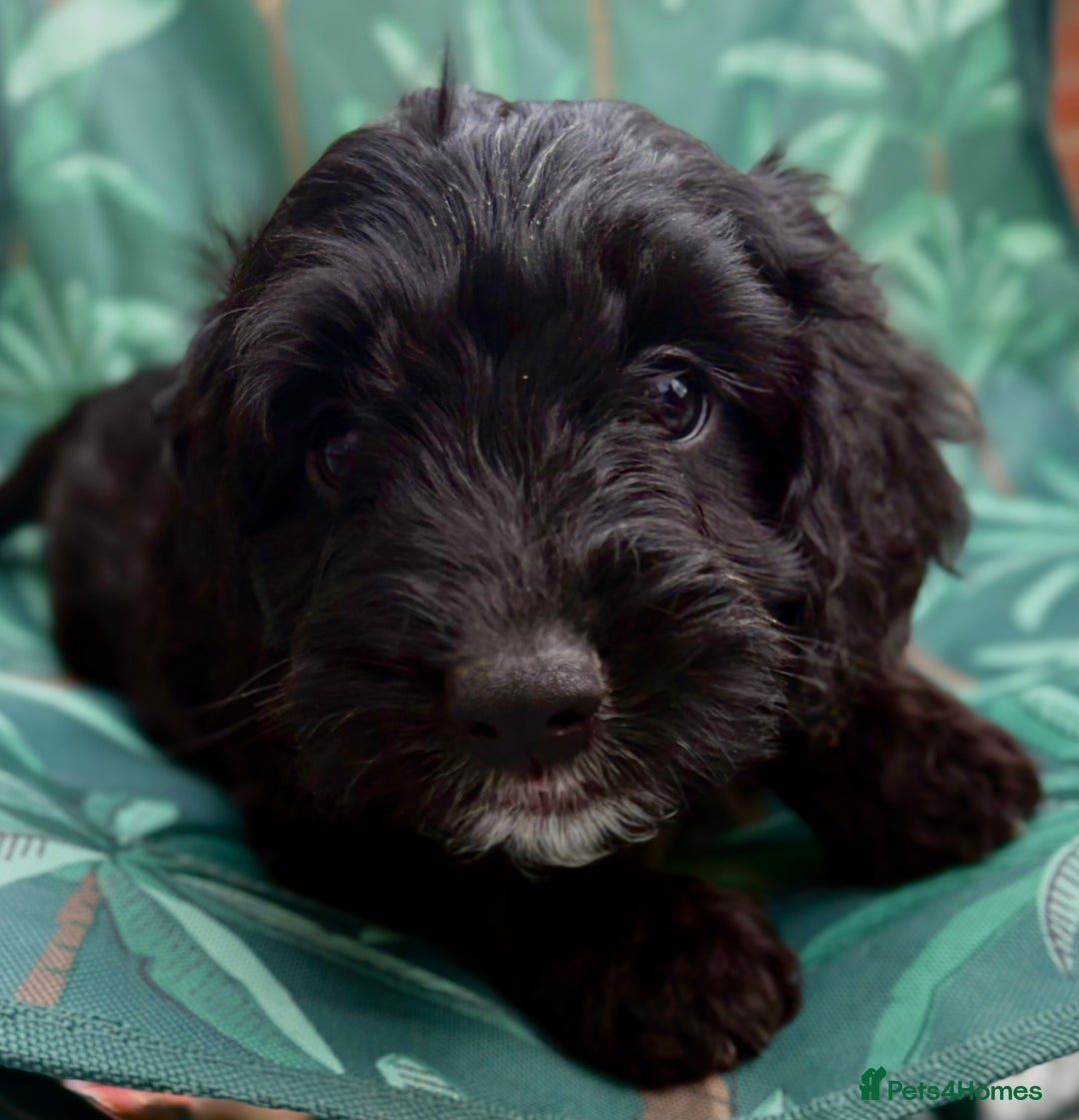 Cockapoo dogs for sale: Cockapoo puppies - Image 4