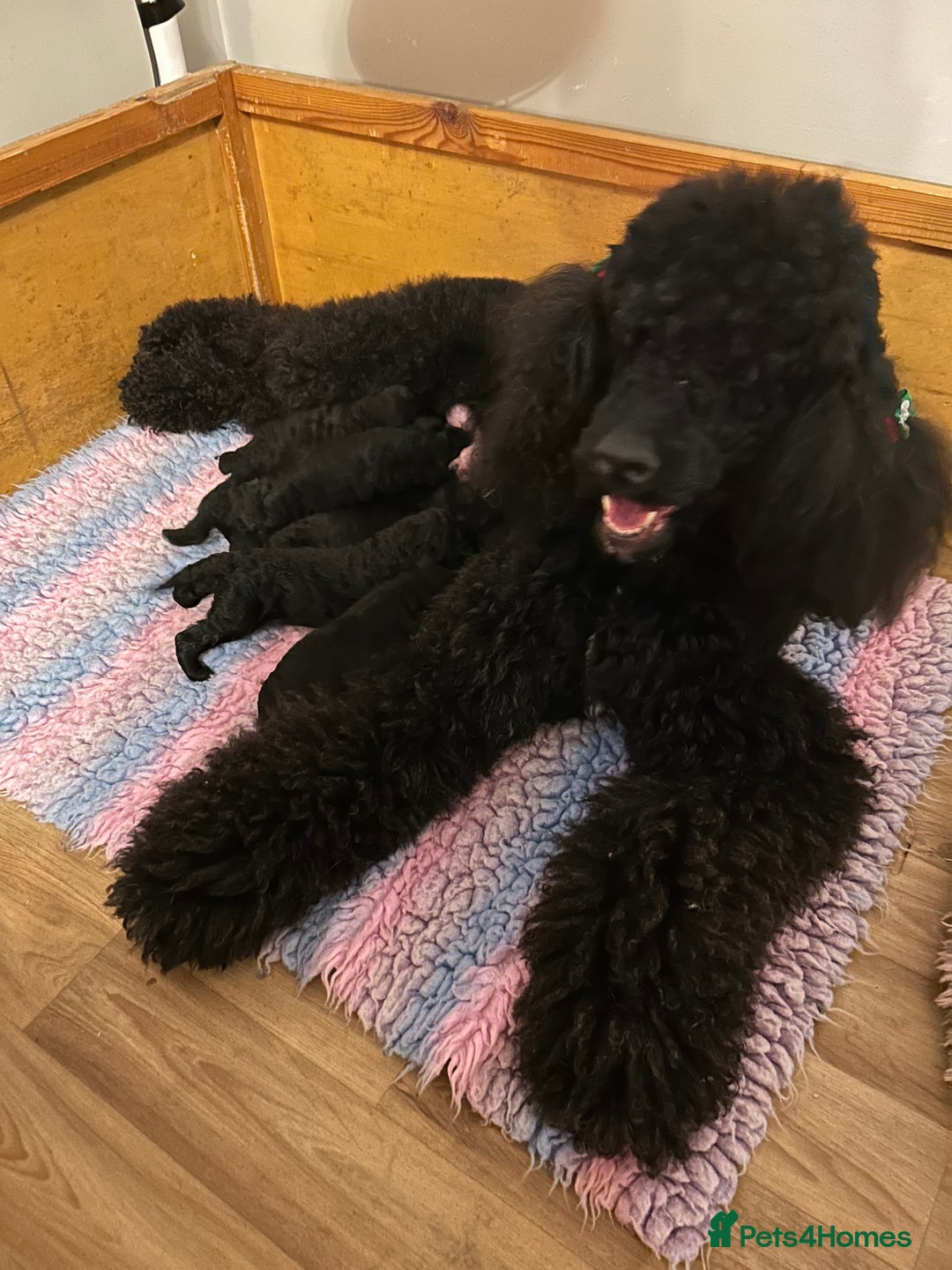Standard Poodle dogs for sale: Poodle puppies - Advert 14