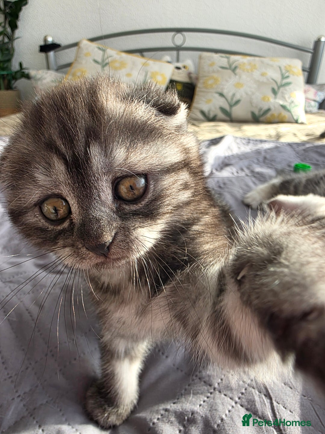 Scottish Fold cats for sale: Tabby Scottish Fold Kittens - Advert 18