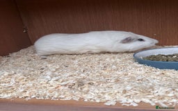Guinea Pig rodents for sale: Male Guinea pigs  - Image 3