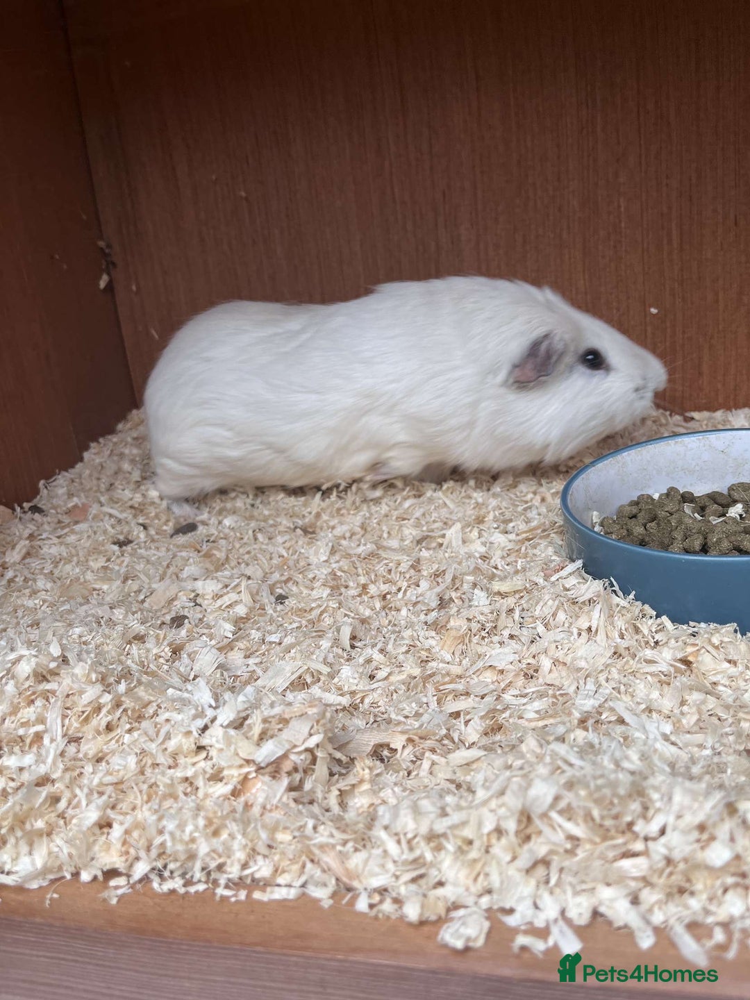 Guinea Pig rodents for sale: Male Guinea pigs  - Image 3