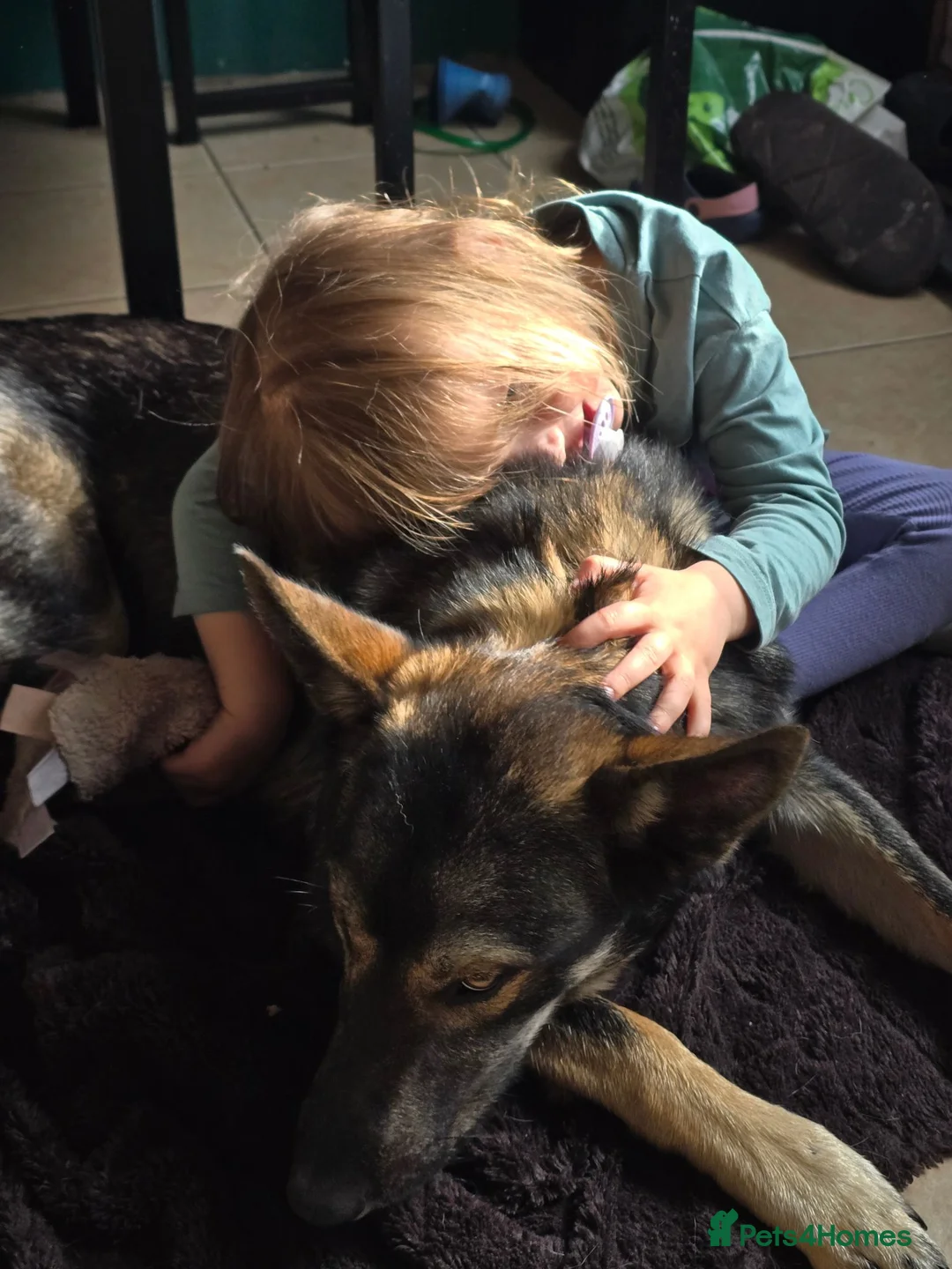 Mixed Breed dogs for sale: Beautiful boy needs an active home.  in Cwmbran - Advert 5