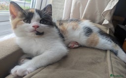 Mixed Breed cats for sale: Ready to leave kittens - Image 1