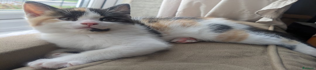 Mixed Breed Kitten 3