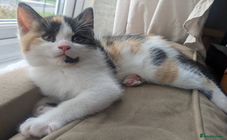Mixed Breed cats - Advert 7