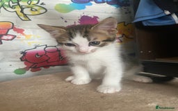 British Shorthair cats for sale: Caramel, Pumpkin, Susan - Image 6