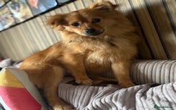 Pomeranian dogs for sale: Teddy - Image 2