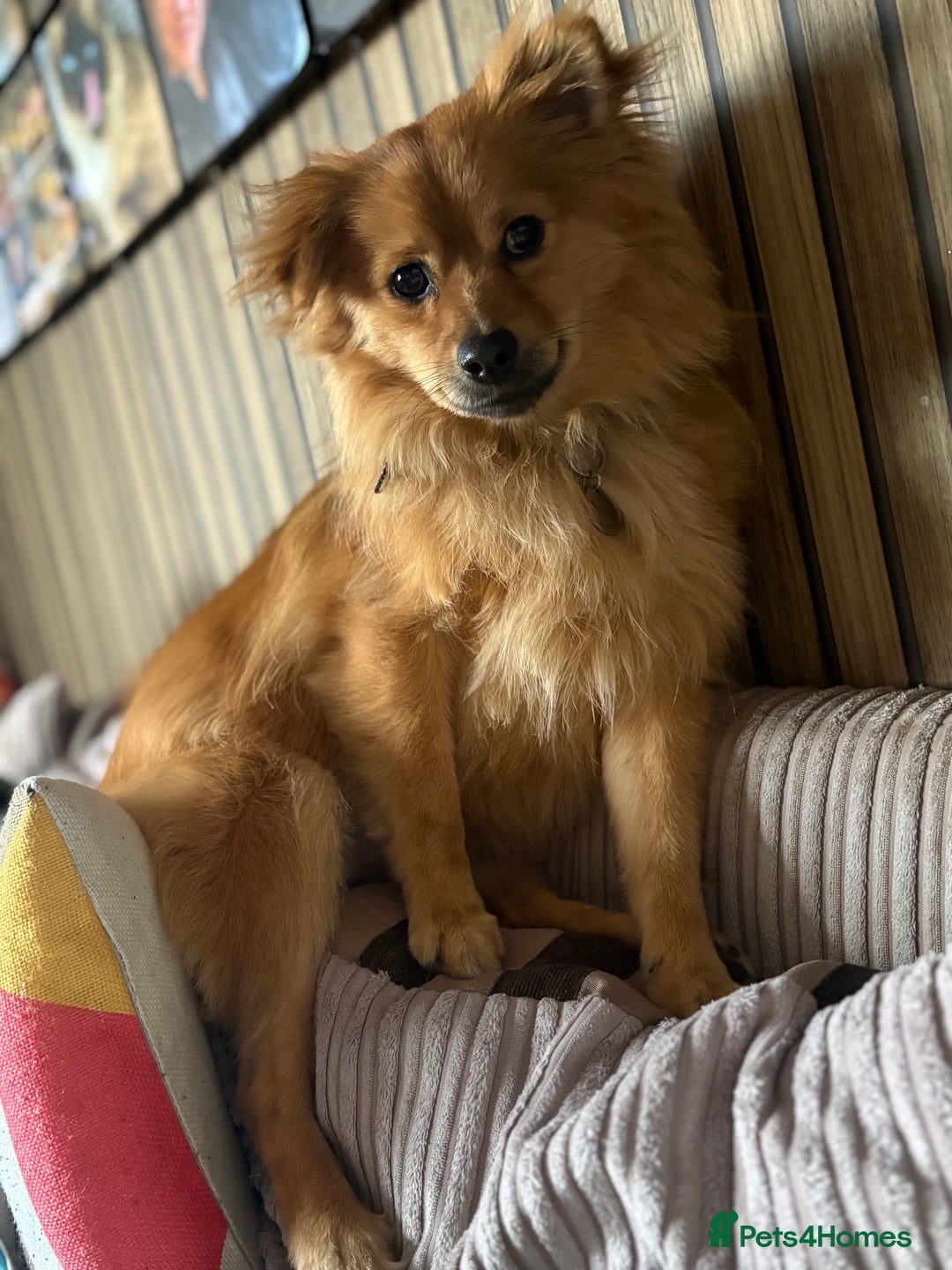 Pomeranian dogs for sale: Teddy - Image 2
