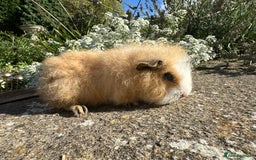 Guinea Pig rodents for sale: Gorgeous pure bred Swiss guinea pig sows - Image 5