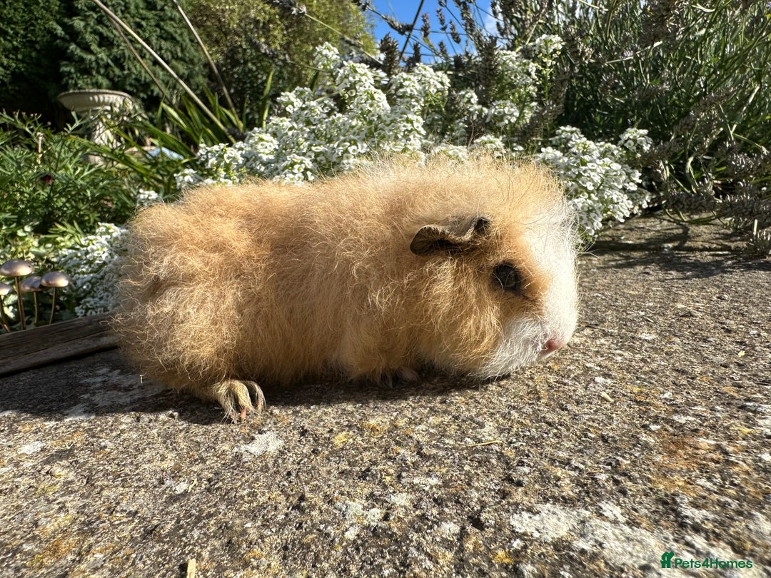 Guinea Pig rodents for sale: Gorgeous pure bred Swiss guinea pig sows - Image 5