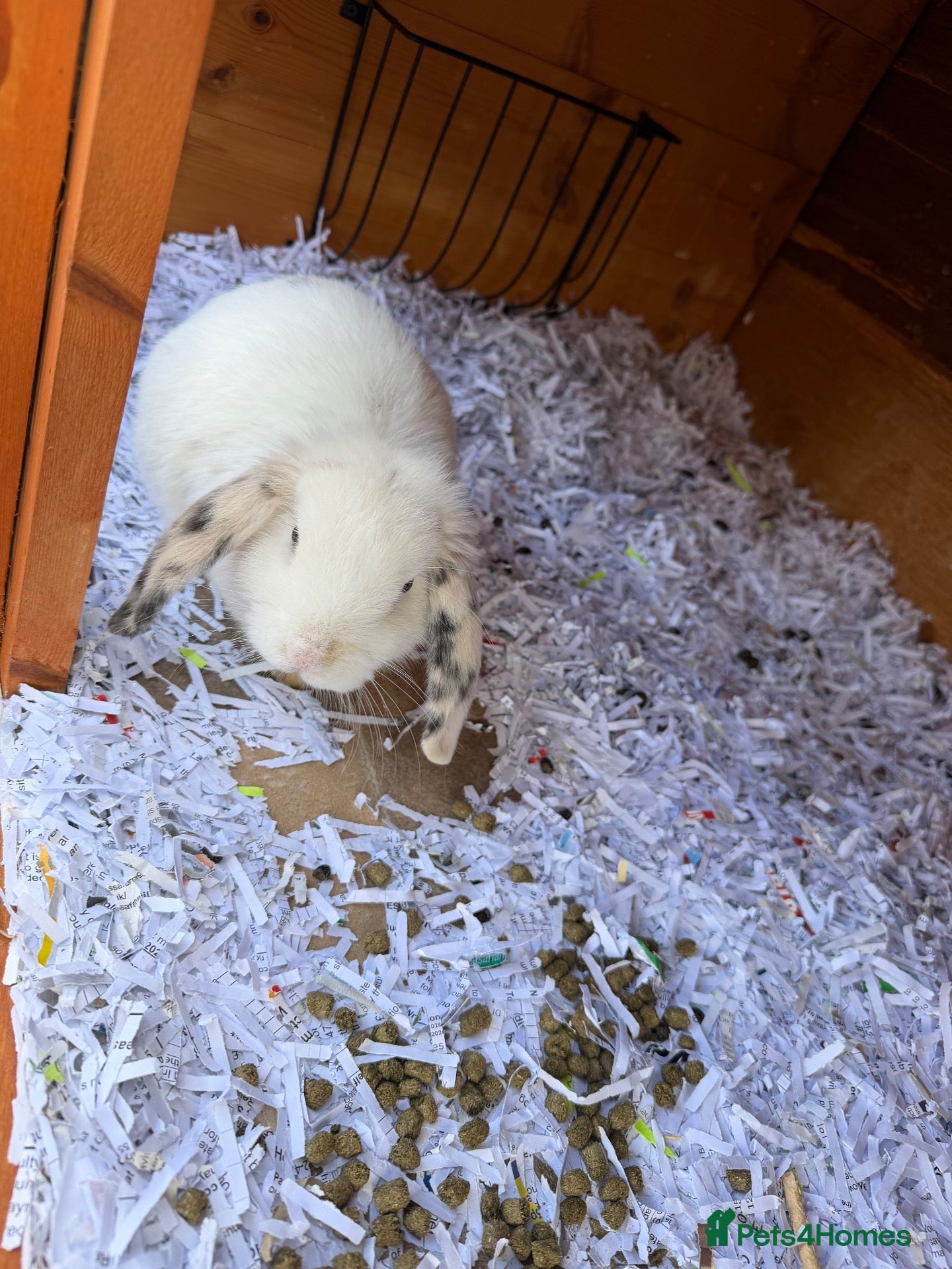 Mini Lop rabbits Beautiful female lops for sale  - Advert 1