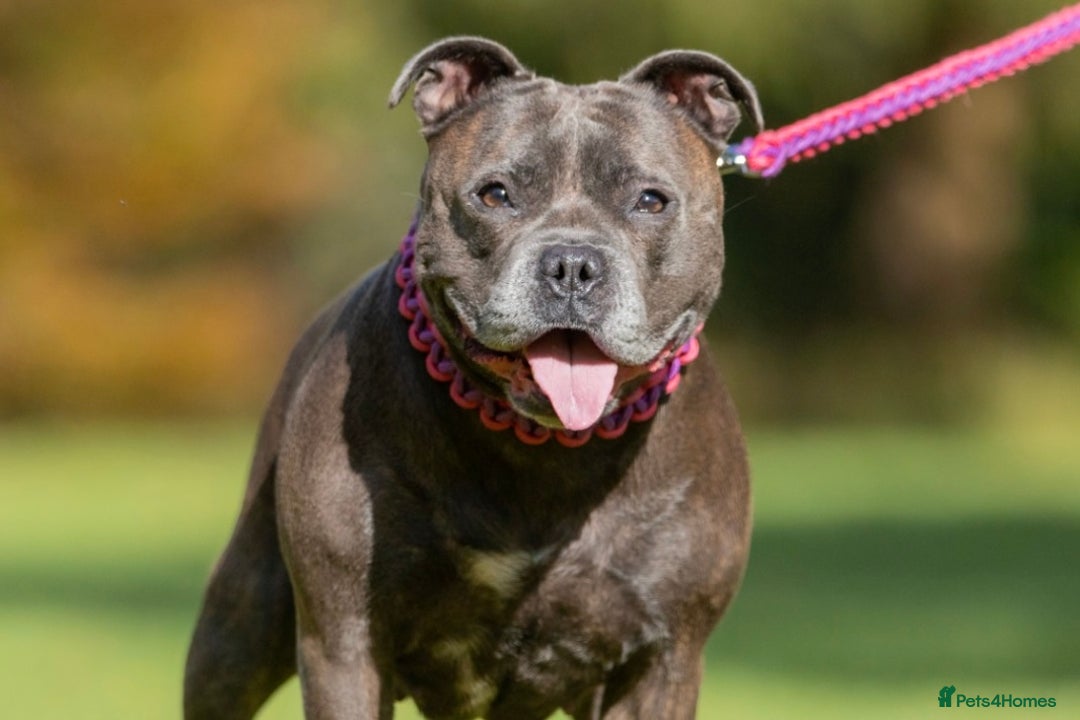 Staffordshire Bull Terrier dogs for sale: 🐾Reduced♥️World Famous Samtan Dozer & C in Swansea - Image 21