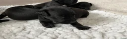 Patterdale Terrier dogs for sale: Stunning spooktacular Patterdale puppies  - Advert 7