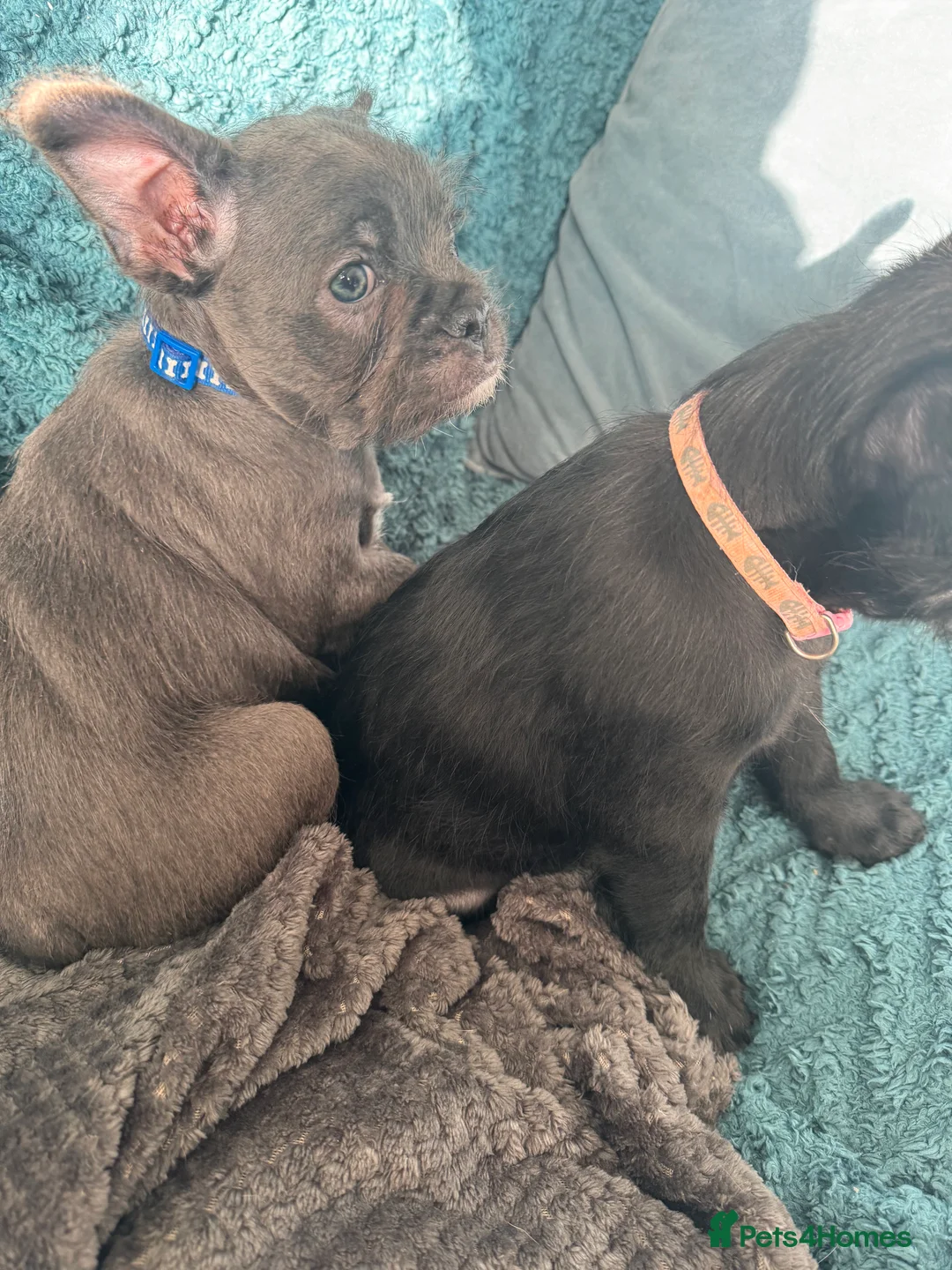 Mixed Breed dogs for sale: French bulldogs  in Sheffield - Advert 2
