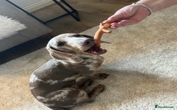 Dachshund dogs for sale: Minatare Dachshund  - Image 5