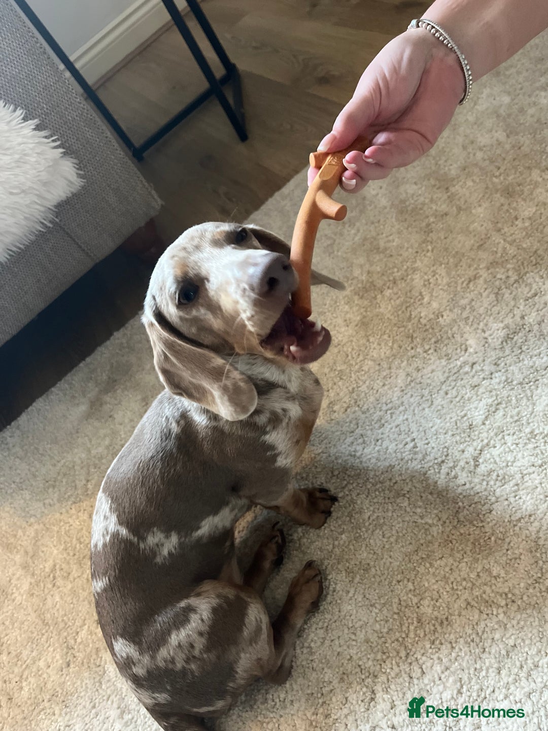 Dachshund dogs for sale: Minatare Dachshund  - Image 5