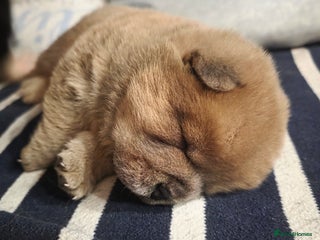 Chow Chow dogs 7 beautiful chow chow - Advert 9