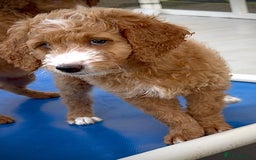Australian Labradoodle dogs for sale: Australian Golden doodle female , ready to go - Image 5