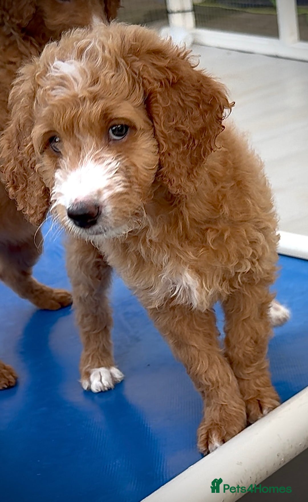 Australian Labradoodle dogs for sale: Australian Golden doodle female , ready to go - Image 5